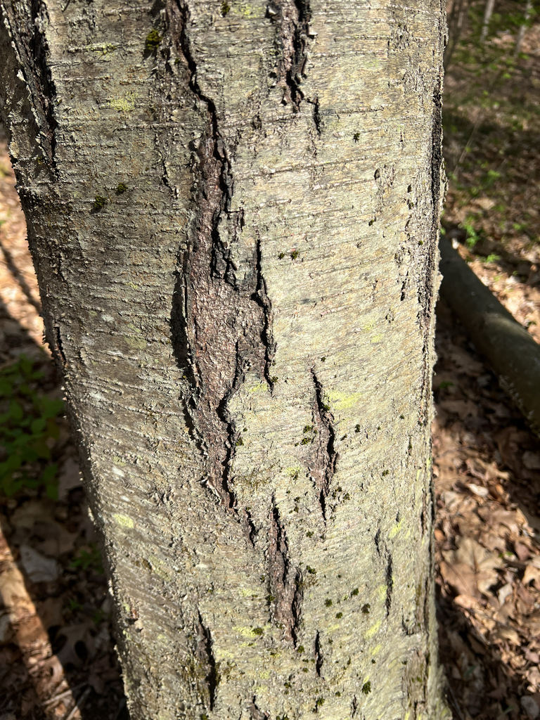 sweet birch