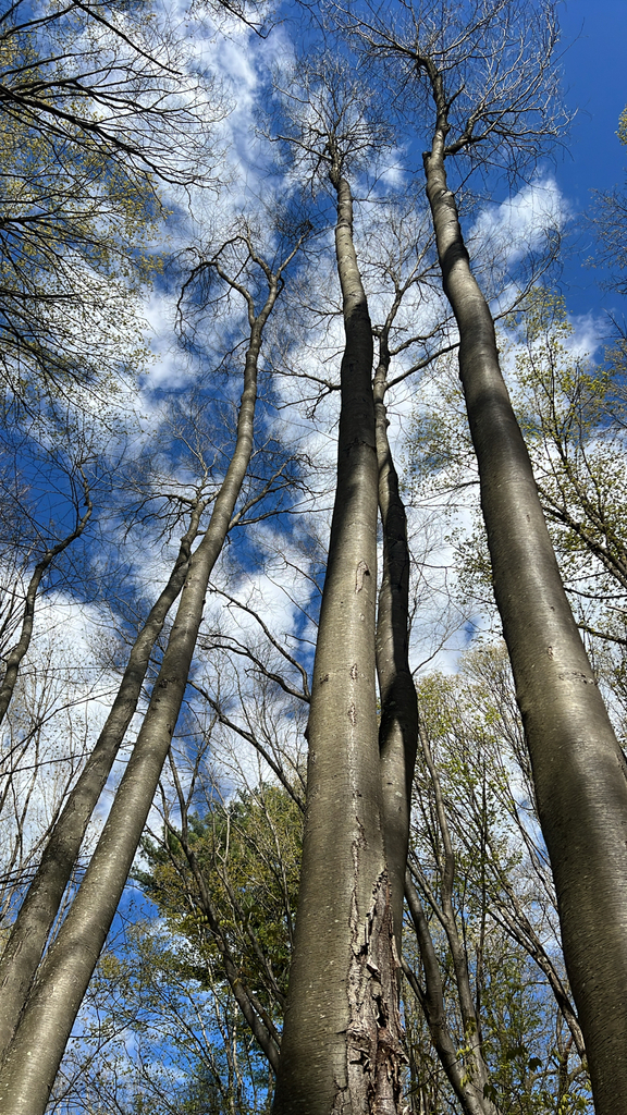 sweet birch