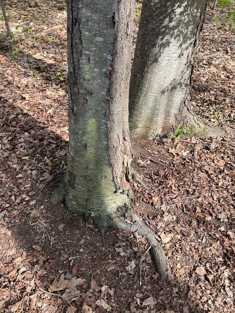 sweet birch