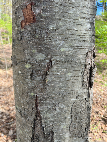 sweet birch