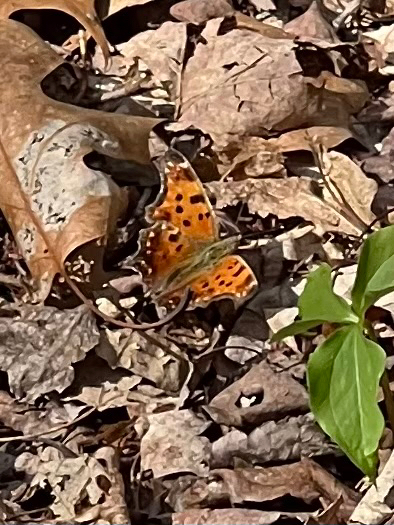 Eastern Comma
