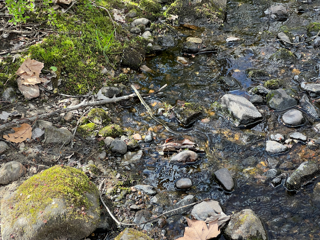 Eastern Garter Snake