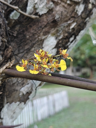 Trichocentrum ascendens, photograph 4