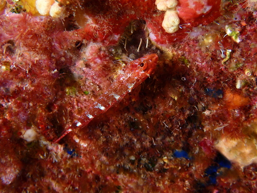 Tripterygion delaisi
