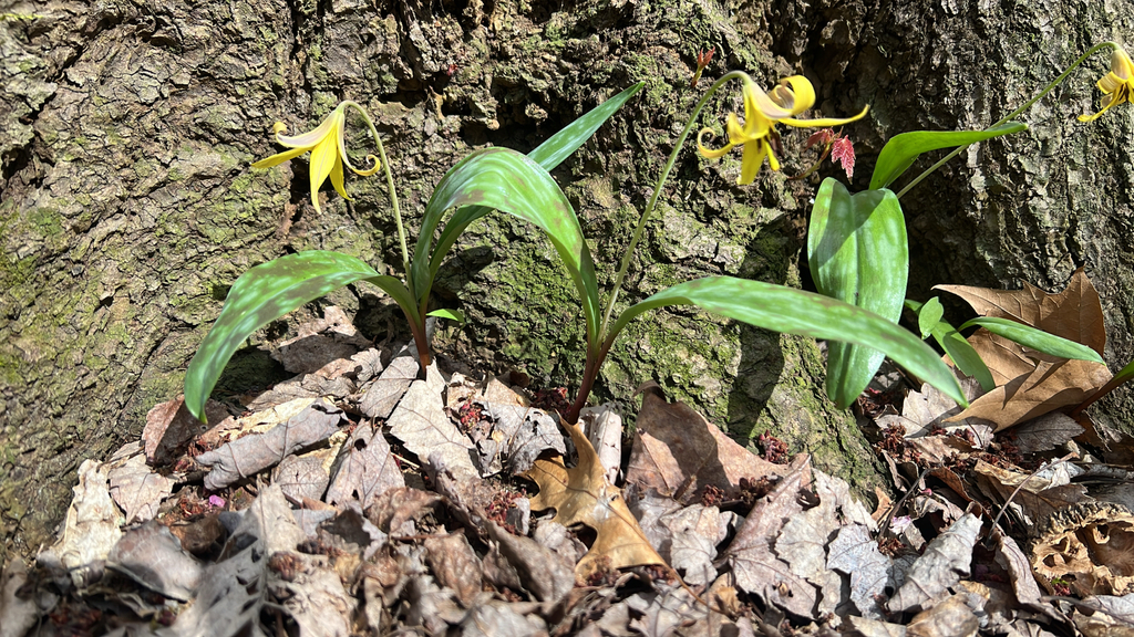 yellow trout lily