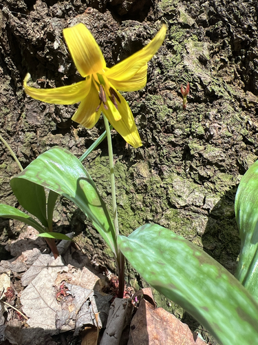yellow trout lily