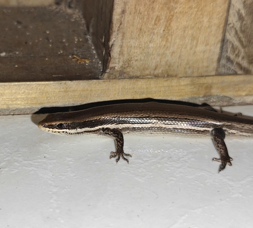 Mayan Skink, Marisora lineola