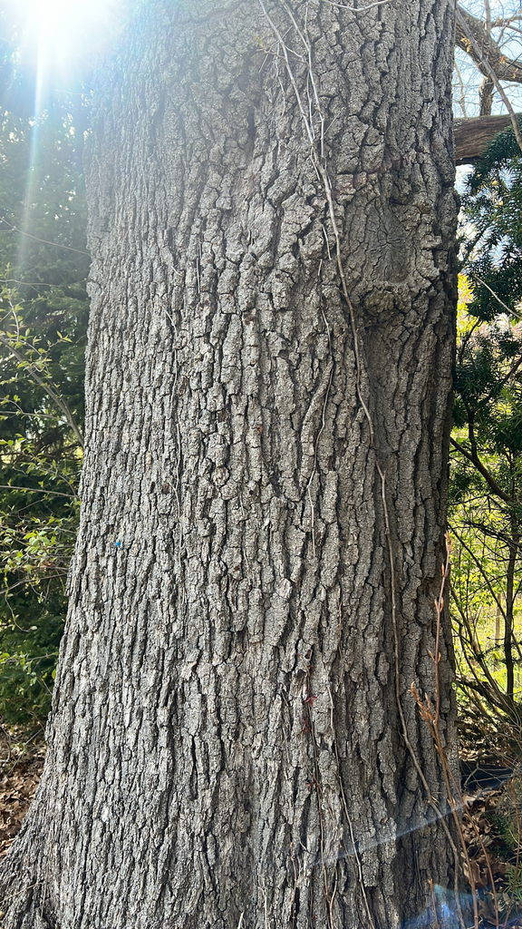black oak