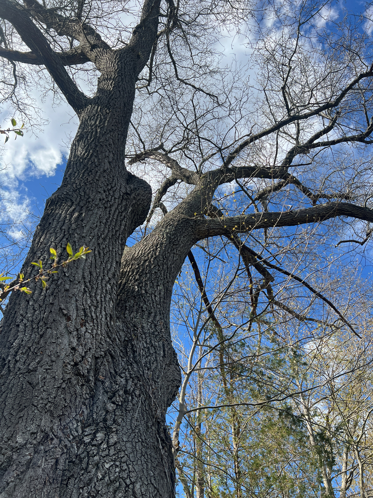 black oak