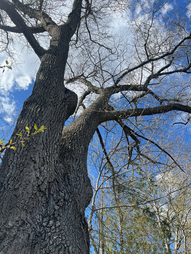 black oak
