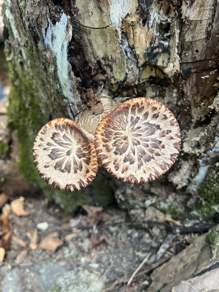 Dryad's Saddle