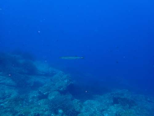 Sphyraena viridensis