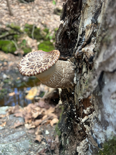 Dryad's Saddle