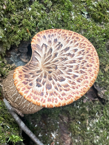 Dryad's Saddle