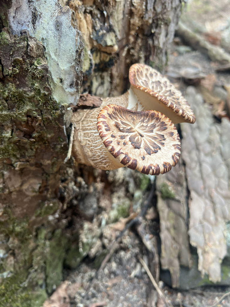 Dryad's Saddle