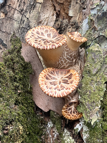 Dryad's Saddle