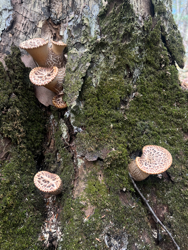 Dryad's Saddle