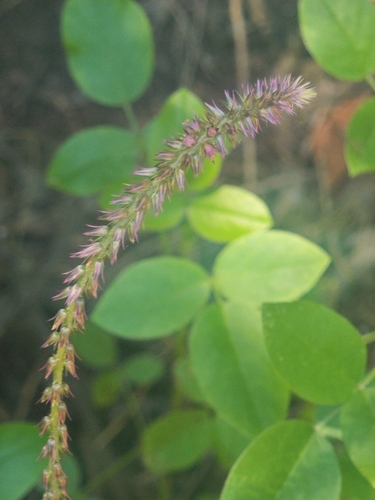 Achyranthes sicula observed 2026-05-04