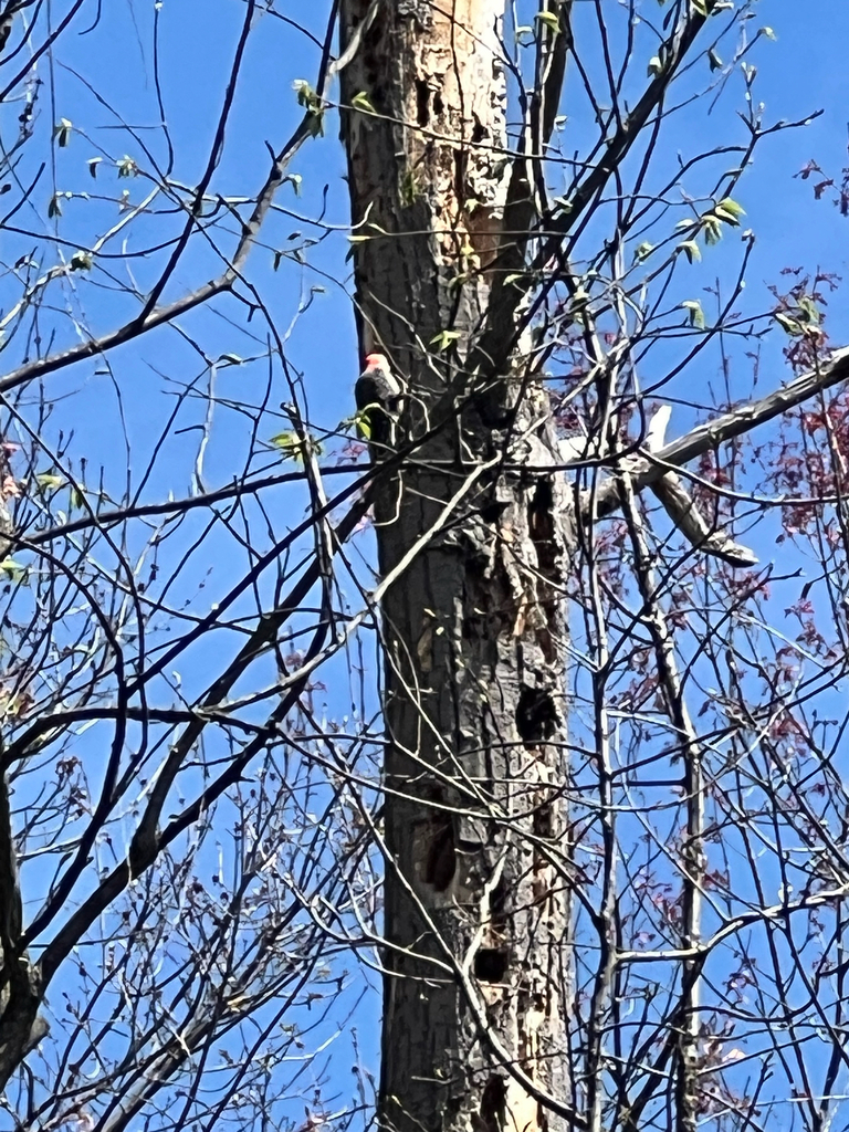 Red-bellied Woodpecker