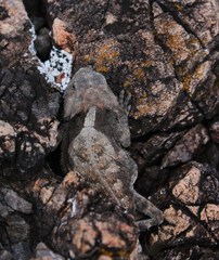 Phrynosoma taurus