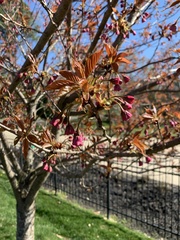 Prunus campanulata