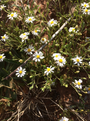 Chaetopappa asteroides