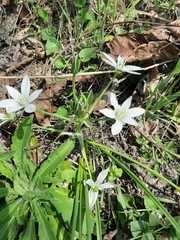 Ornithogalum umbellatum
