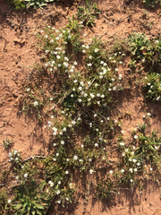 Chaetopappa asteroides