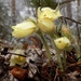 Pulsatilla patens patens - Photo (c) Masha, some rights reserved (CC BY-NC), uploaded by Masha