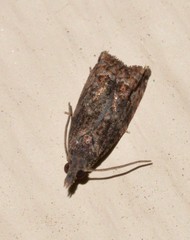 Tritopterna capyra