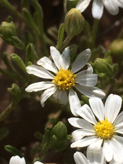 Chaetopappa asteroides
