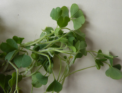 Oxalis chnoodes