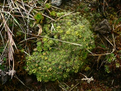 Draba aretioides