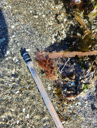 Ectocarpus observed 2026-04-05