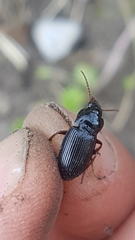 Harpalus atratus