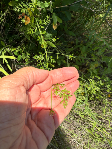 Chaerophyllum tainturieri, photograph 5