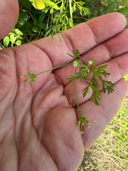 Chaerophyllum tainturieri, photograph (c) IDClaire, some rights reserved (CC BY)