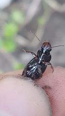 Harpalus atratus