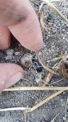 Harpalus atratus