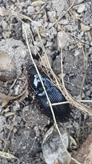 Harpalus atratus