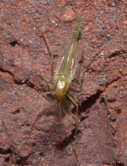 Dicrotendipes