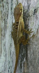Anolis caceresae