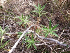 Pseudognaphalium ramosissimum