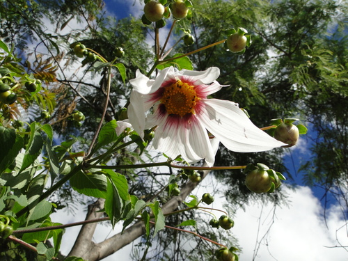 Dahlia campanulata, photograph 3