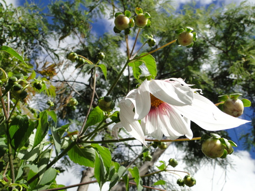 Dahlia campanulata, photograph 4