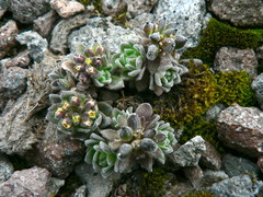 Draba depressa