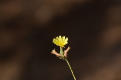 Launaea sarmentosa