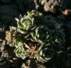 Draba depressa