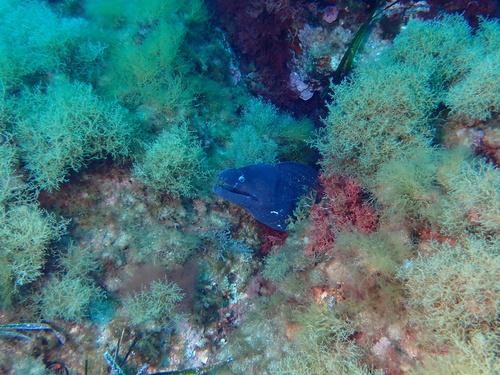 Muraena helena
