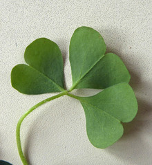 Oxalis chnoodes